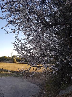 Ametller florit. Mari Carmen