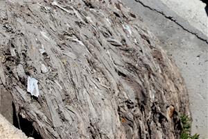 Centenars de tovalloletes s'acumulen al riu Anoia després de les darreres pluges 