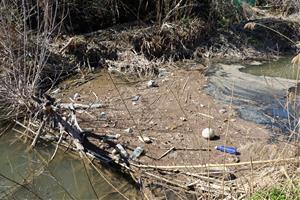Centenars de tovalloletes s'acumulen al riu Anoia després de les darreres pluges 