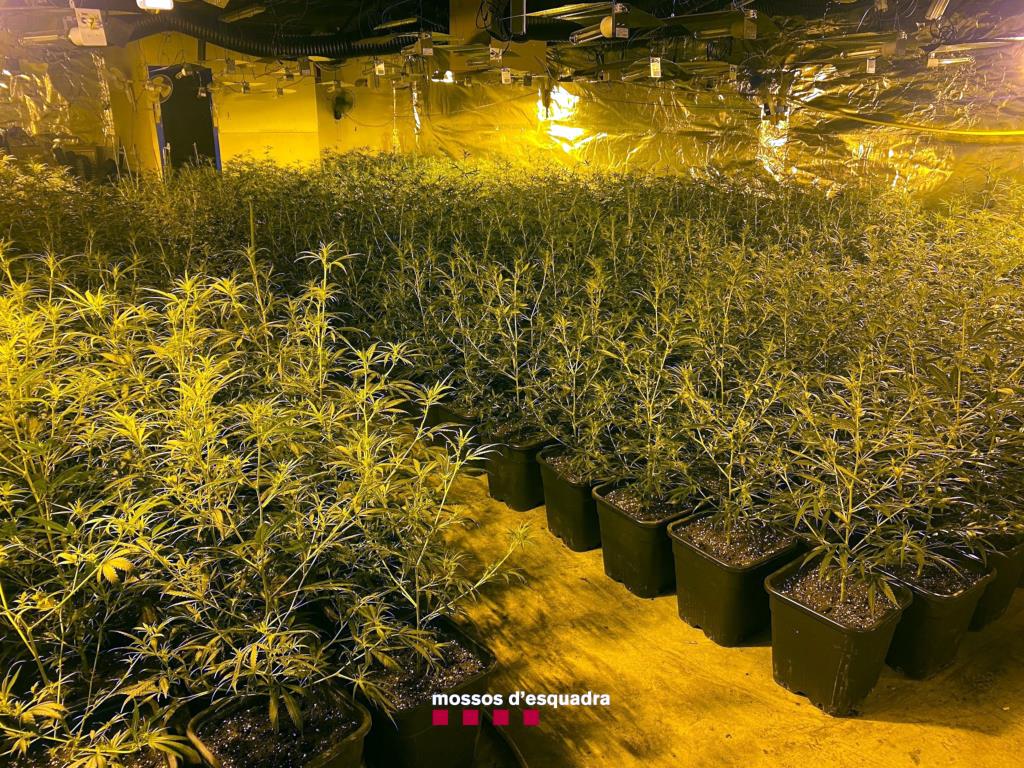 Desmantellen dues plantacions de marihuana en naus del polígon de Les Comes d'Igualada. Mossos d'Esquadra