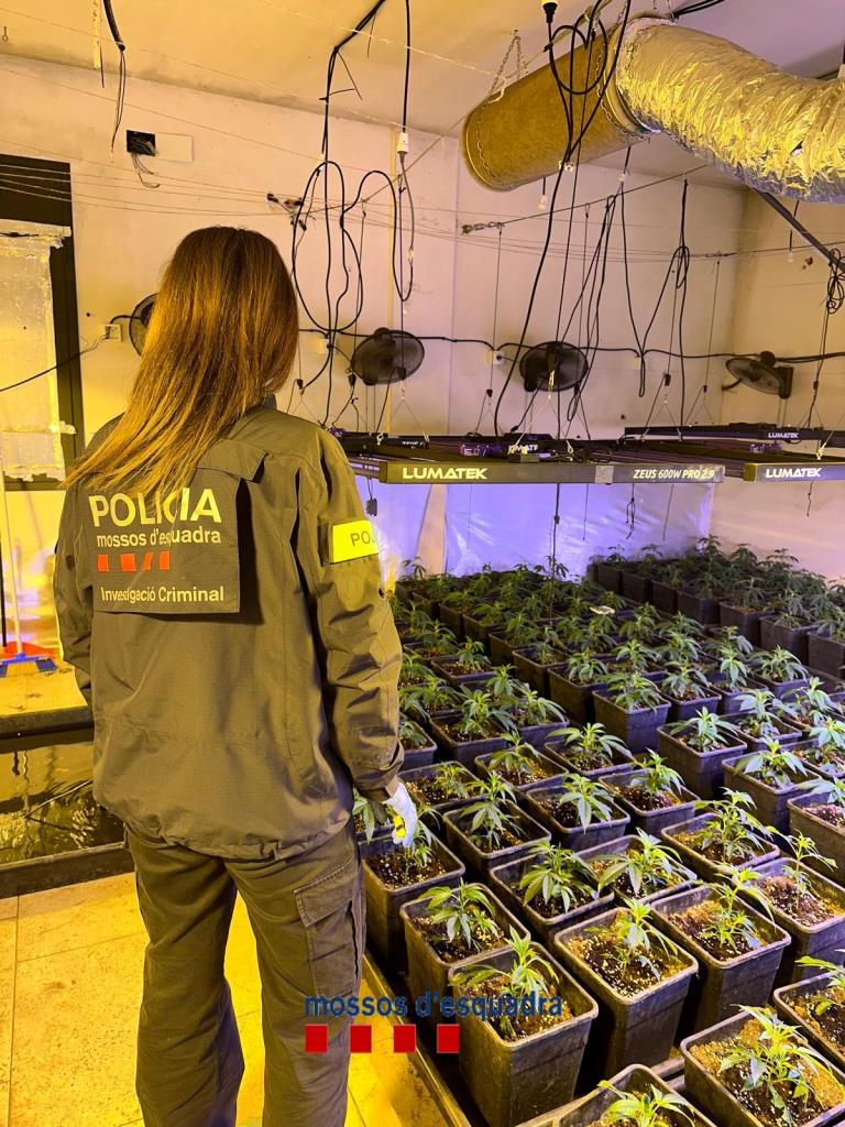 Desmantellen una plantació de marihuana en una casa a Gelida i detenen 3 persones. Mossos d'Esquadra