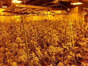 Detenen una dona i un home per cultivar 1.400 plantes de marihuana en una casa d'Igualada. ACN