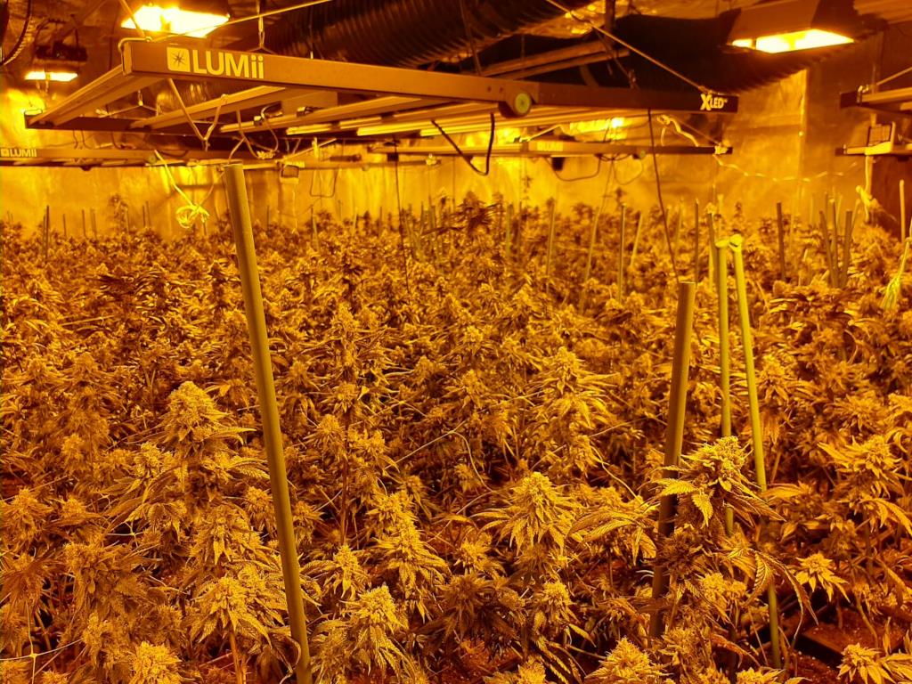 Detenen una dona i un home per cultivar 1.400 plantes de marihuana en una casa d'Igualada. ACN