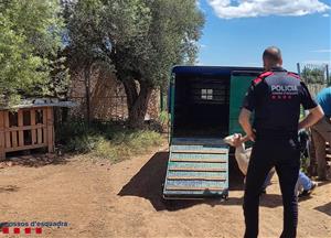 Detinguts dos homes a Perafort per robar 80 ovelles d'una finca de Santa Oliva i per cultivar marihuana. ACN