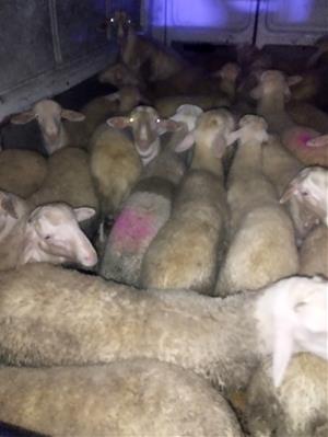 Detinguts dos homes a Perafort per robar 80 ovelles d'una finca de Santa Oliva i per cultivar marihuana