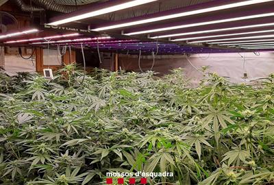 Dos detinguts per cultivar 567 plantes de marihuana al magatzem de casa a Òdena. Mossos d'Esquadra