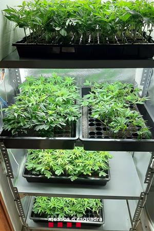 Dos detinguts per cultivar 567 plantes de marihuana al magatzem de casa a Òdena