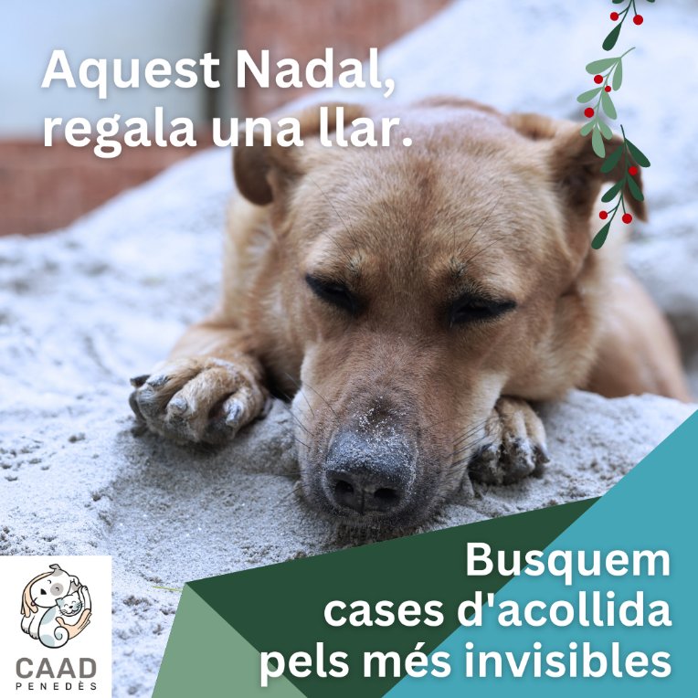 El CAAD Penedès busca cases d’acollida per als seus gossos i gats. EIX