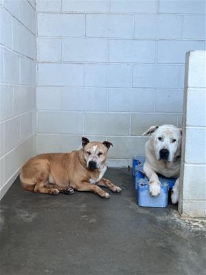 El CAAD Penedès fa una crida a l’acollida i l’adopció pel fred. Mancomunitat