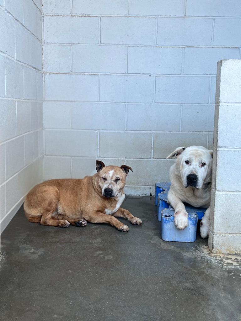 El CAAD Penedès fa una crida a l’acollida i l’adopció pel fred. Mancomunitat