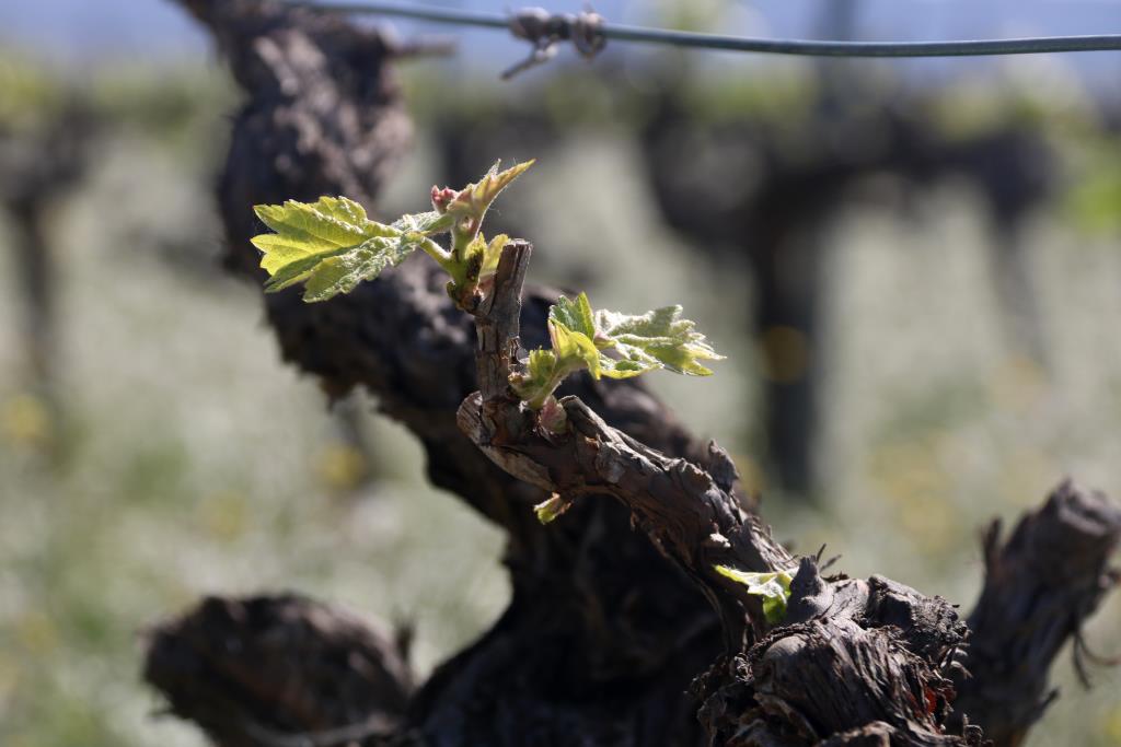 El Consell Regulador del Cava crea un fons de provisió on admetrà raïm del territori de la DO que no estigui registrat. ACN