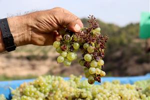 El cost de produir un quilo de raïm per fer cava se situa en una forquilla d'entre 0,45 i 0,5 euros. ACN