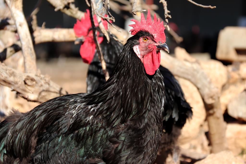 El Gall del Penedès dispara les vendes en una campanya de Nadal “molt bona”. ACN
