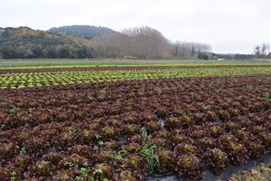 El Pla Estratègic de l'Alimentació de Catalunya otorga ajuts a 151 projectes de les vegueries de Barcelona i el Penedès. Generalitat de Catalunya