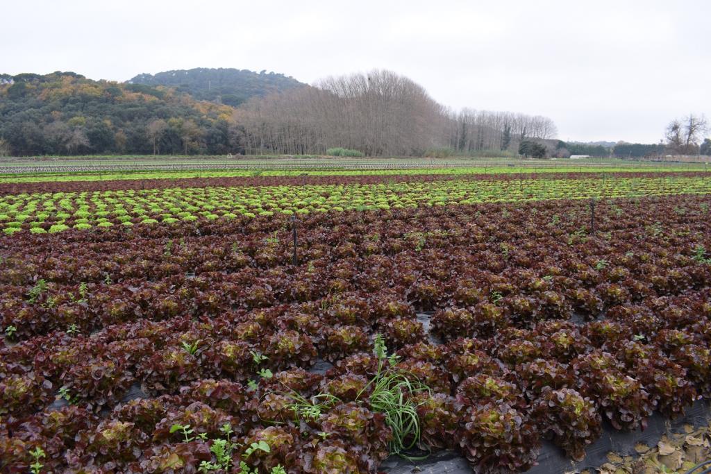 El Pla Estratègic de l'Alimentació de Catalunya otorga ajuts a 151 projectes de les vegueries de Barcelona i el Penedès. Generalitat de Catalunya