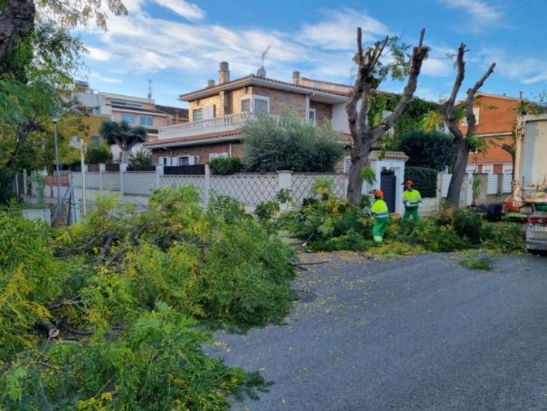 El risc de caiguda obliga a talar més d'un centerat d'arbres a la Bòbila de Vilanova com a mesura de seguretat. Ajuntament de Vilanova