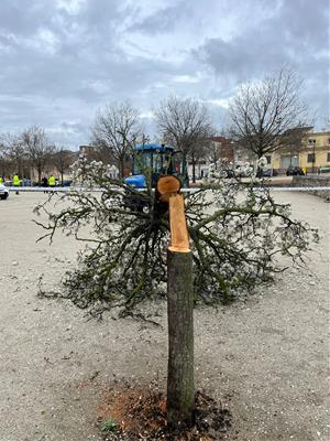 Els Mossos investiguen la tala il·legal de 17 arbres al parc de Valldaura d'Igualada. ACN