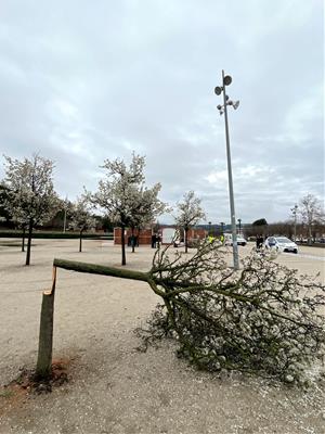 Els Mossos investiguen la tala il·legal de 17 arbres al parc de Valldaura d'Igualada