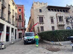 Es retira el xiprer de la plaça Jaume I que es va incendiar durant la Festa Major de Vilafranca. Ajuntament de Vilafranca