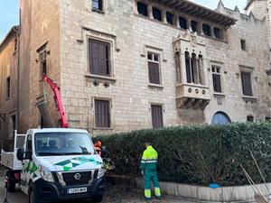 Es retira el xiprer de la plaça Jaume I que es va incendiar durant la Festa Major de Vilafranca