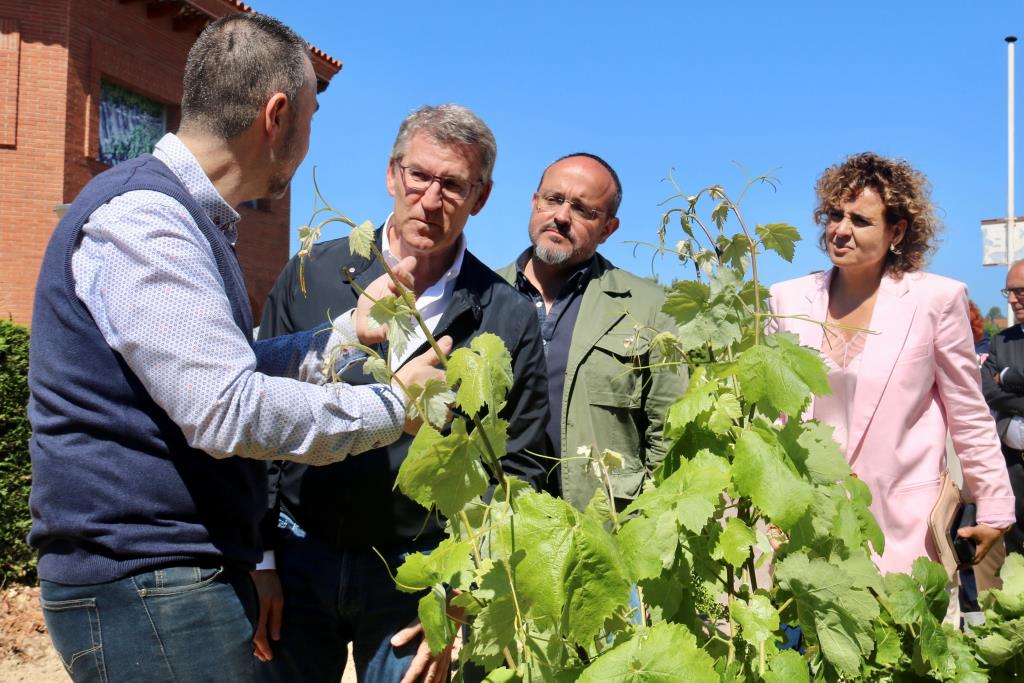 Feijóo erigeix el PPC en garantia de “canvi” a Sant Sadurní d'Anoia. ACN