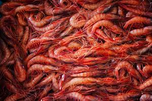 Gamba de Vilanova