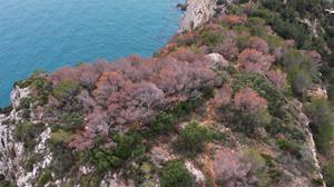 Imatge de boscos del Garraf amb pins morts per la sequera. Generalitat de Catalunya