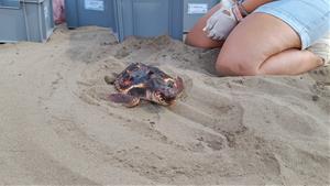 Impulsen la formació de voluntaris per preservar els nius de tortuga careta al Garraf i el Baix Penedès. ACN