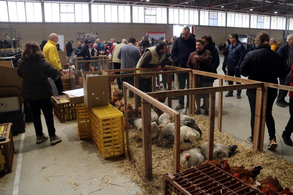 La 360a Fira del Gall de Vilafranca del Penedès estrena un espai d’humor, degustacions i DJ per seduir més públic jove
