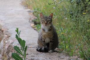 La Bisbal del Penedès contracta una empresa per gestionar les colònies felines del municipi de manera ètica. Ajuntament de la Bisbal