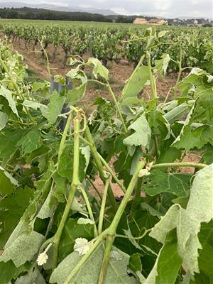 La pedregada de dissabte arrasa la collita de 1.500 hectàrees de vinyes de l’Alt Penedès. ACN