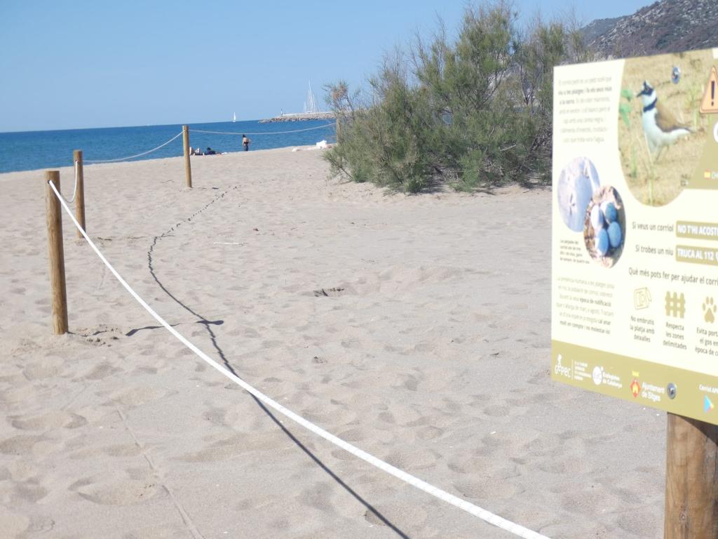 La platja de Les Botigues de Sitges torna a ser un espai protegit de nidificació del corriol petit. Ajuntament de Sitges