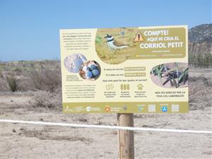 La platja de Les Botigues de Sitges torna a ser un espai protegit de nidificació del corriol petit