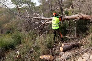 La sequera malmet l’arbrat i el matollar de 170 hectàrees del Massís del Garraf