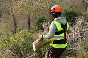 La sequera malmet l’arbrat i el matollar de 170 hectàrees del Massís del Garraf