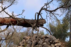 La sequera malmet l’arbrat i el matollar de 170 hectàrees del Massís del Garraf