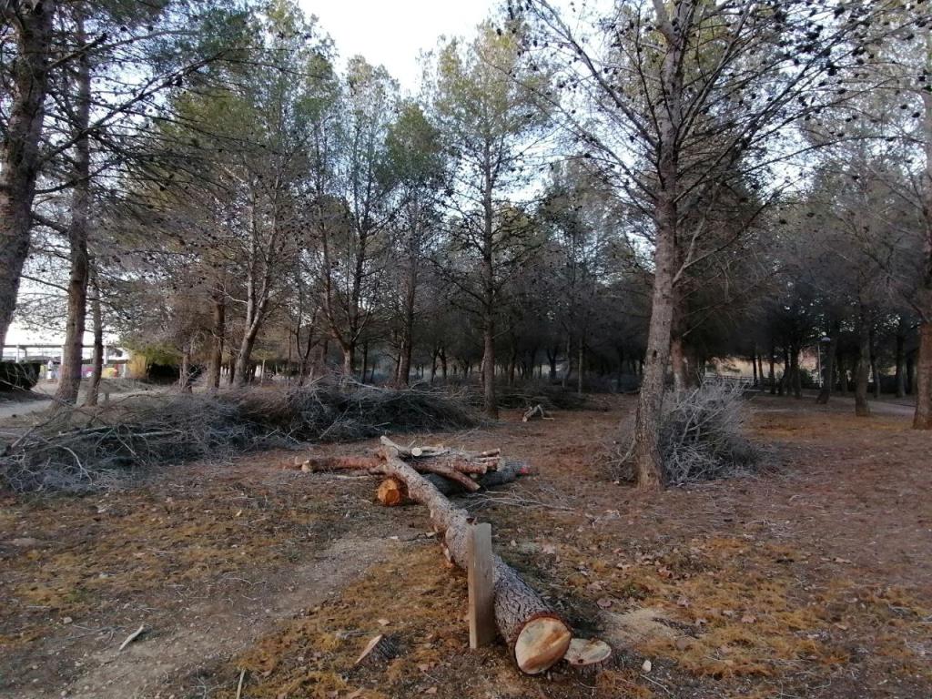 La sequera obliga a talar gairebé un centenar d’arbres morts a Santa Margarida i els Monjos. EIX