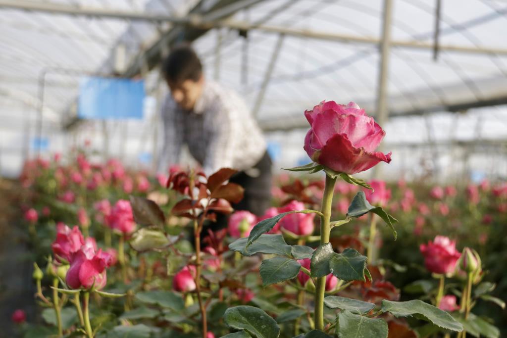 Les altes temperatures de l'hivern deixen la rosa del Maresme amb tiges més curtes i copes més petites per Sant Jordi. ACN