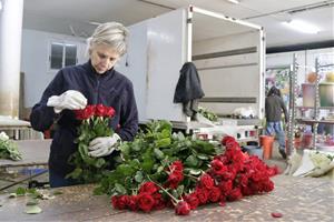 Les altes temperatures de l'hivern deixen la rosa del Maresme amb tiges més curtes i copes més petites per Sant Jordi