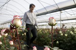 Les altes temperatures de l'hivern deixen la rosa del Maresme amb tiges més curtes i copes més petites per Sant Jordi