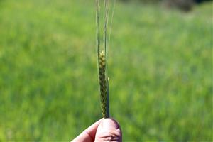 Les pluges eviten la pèrdua de tota la collita de cereal a l'Anoia 