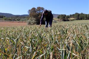 Les pluges eviten la pèrdua de tota la collita de cereal a l'Anoia 