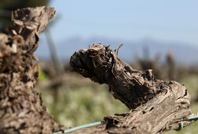 Pagesos i vinicultors constaten una “mortaldat important” a les vinyes del Penedès tot i les últimes pluges. ACN