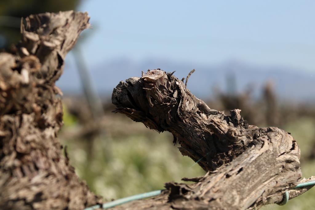 Pagesos i vinicultors constaten una “mortaldat important” a les vinyes del Penedès tot i les últimes pluges. ACN