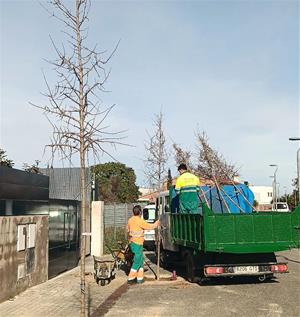Plantaran més de 300 arbres en una nova campanya de plantació aquest hivern a Vilafranca. Ajuntament de Vilafranca