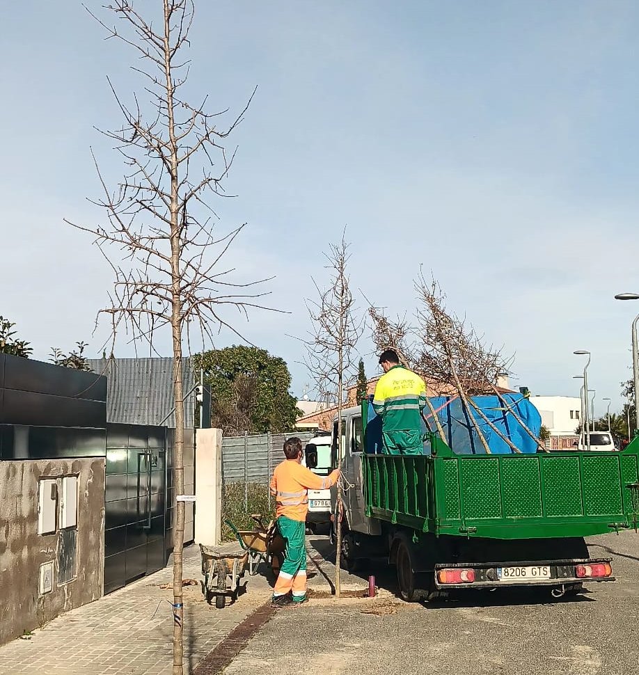 Plantaran més de 300 arbres en una nova campanya de plantació aquest hivern a Vilafranca. Ajuntament de Vilafranca