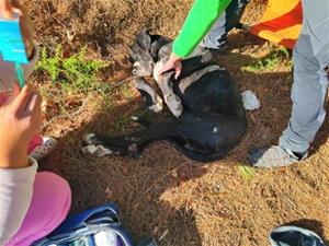 Rescaten un gos abandonat amb hipotèrmia i estat greu de desnutrició en un camí de la Bisbal del Penedès. ACN