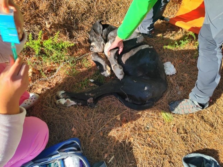 Rescaten un gos abandonat amb hipotèrmia i estat greu de desnutrició en un camí de la Bisbal del Penedès. ACN