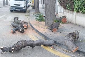 Tala d'arbres de més de 40 anys al barri de La Bòbila 