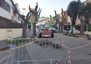 Tala d'arbres de més de 40 anys al barri de La Bòbila 